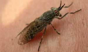 Отек от укуса слепня