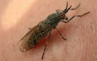 Отек от укуса слепня