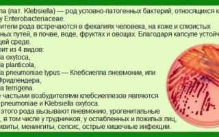 Клебсиелла пневмония в моче последствия