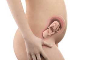 25 неделя беременности