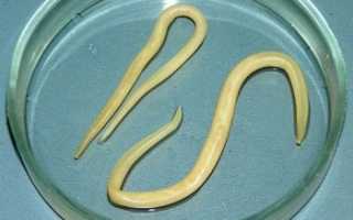 Профилактика глистов