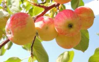 Можно ли яблоки при грудном вскармливании?