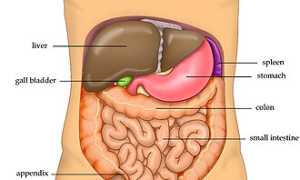 Печень человека