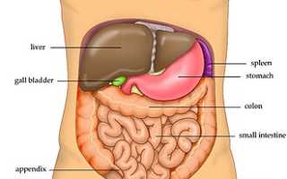 Печень человека