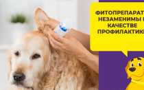 Кандибиотик лечение отита у собак