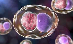 Все о инфекции хламидиоз