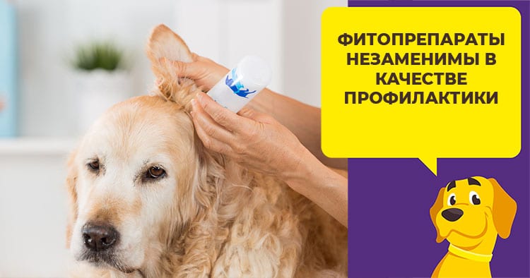 Какие капли выбрать для лечения ушей у собаки