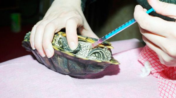 Как лечить пневмонию у сухопутной черепахи