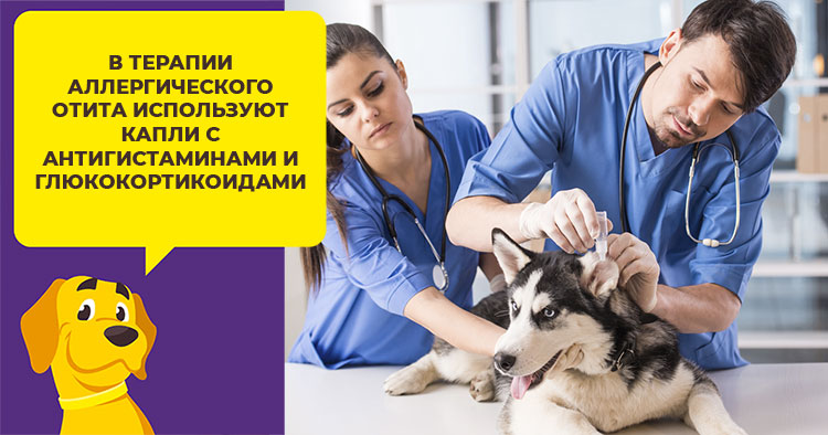 Какие капли выбрать для лечения ушей у собаки