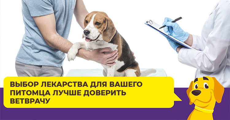 Какие капли выбрать для лечения ушей у собаки