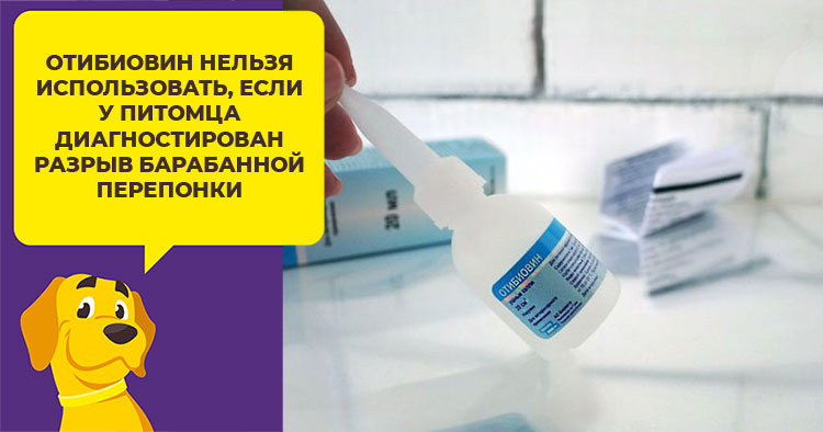 Какие капли выбрать для лечения ушей у собаки