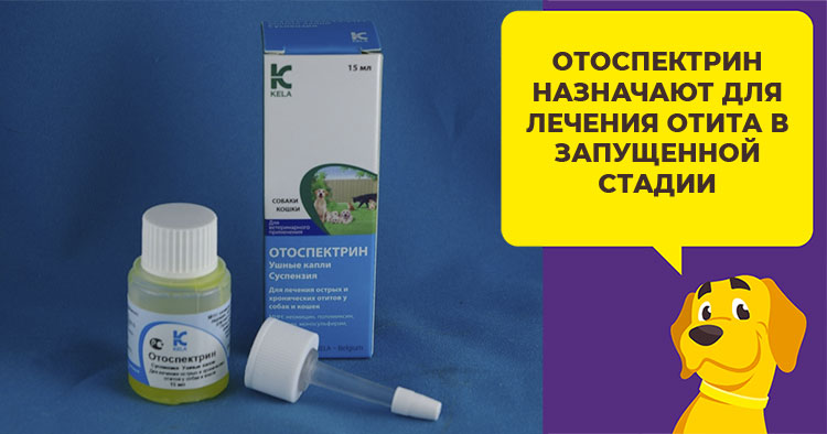 Какие капли выбрать для лечения ушей у собаки