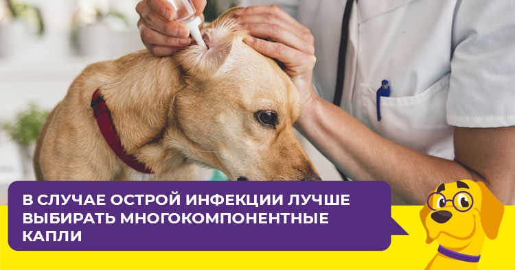 Какие капли выбрать для лечения ушей у собаки